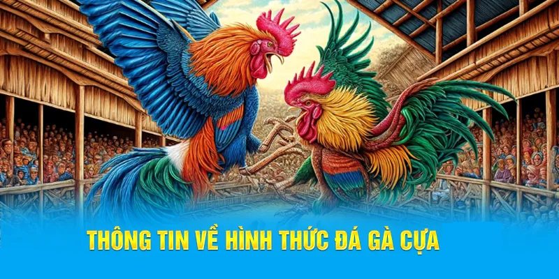 Giới thiệu sơ lược về giống gà cựa nhật nguyệt